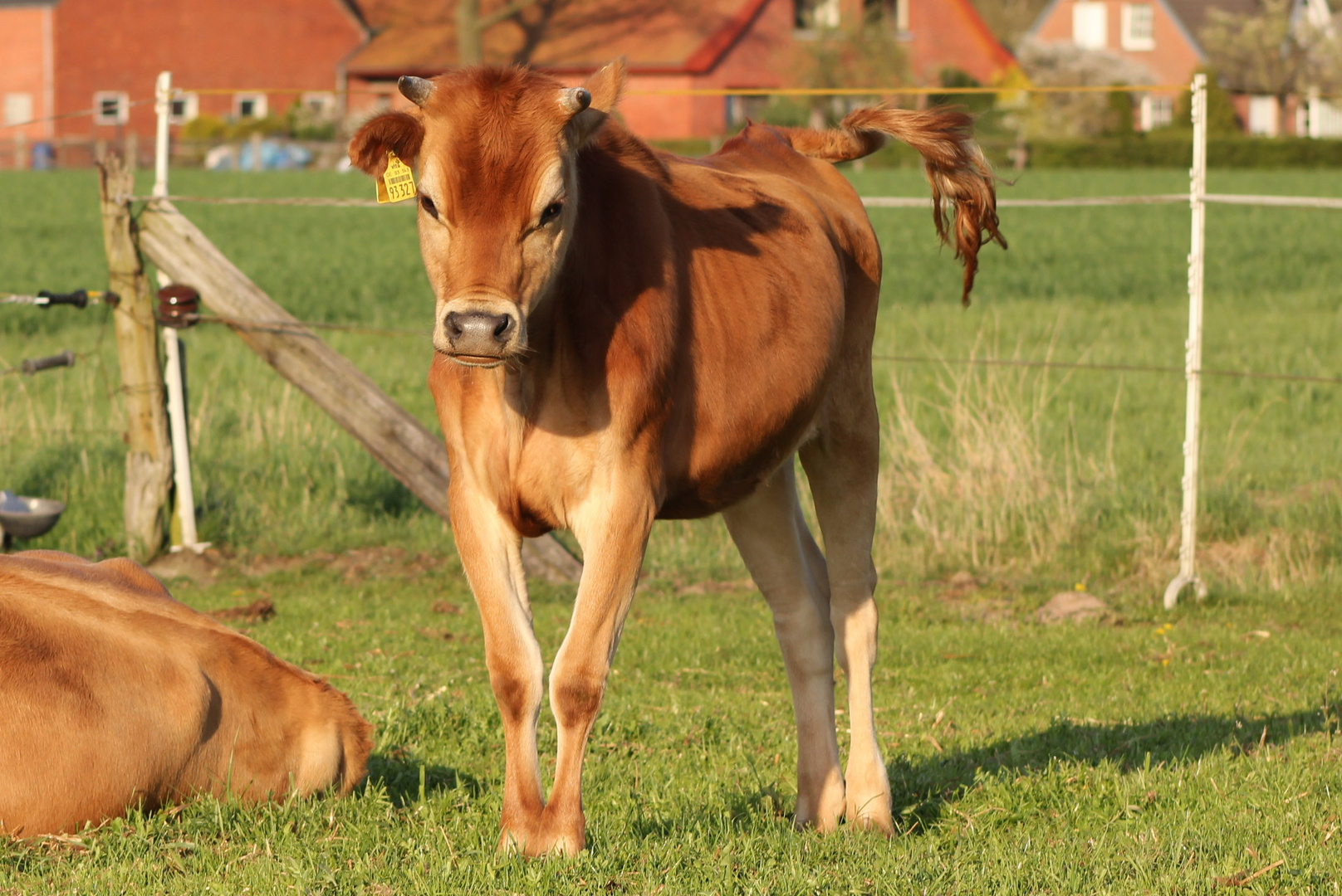 kleine rote Kuh