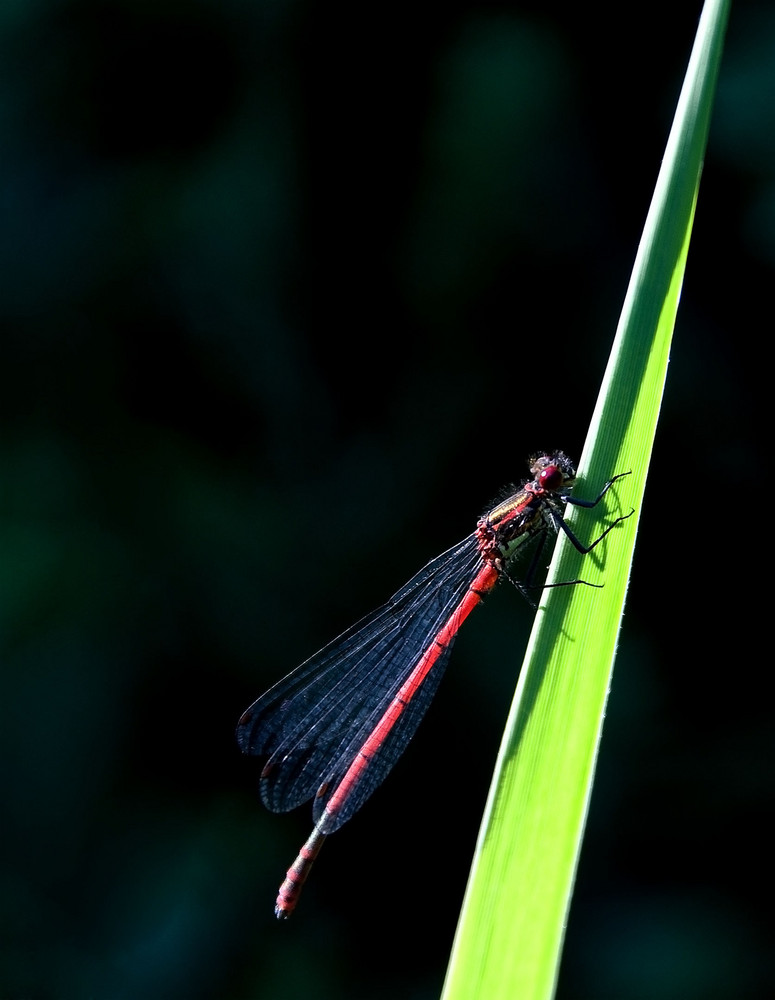 Kleine rote Libelle