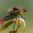 kleine rote Libelle 