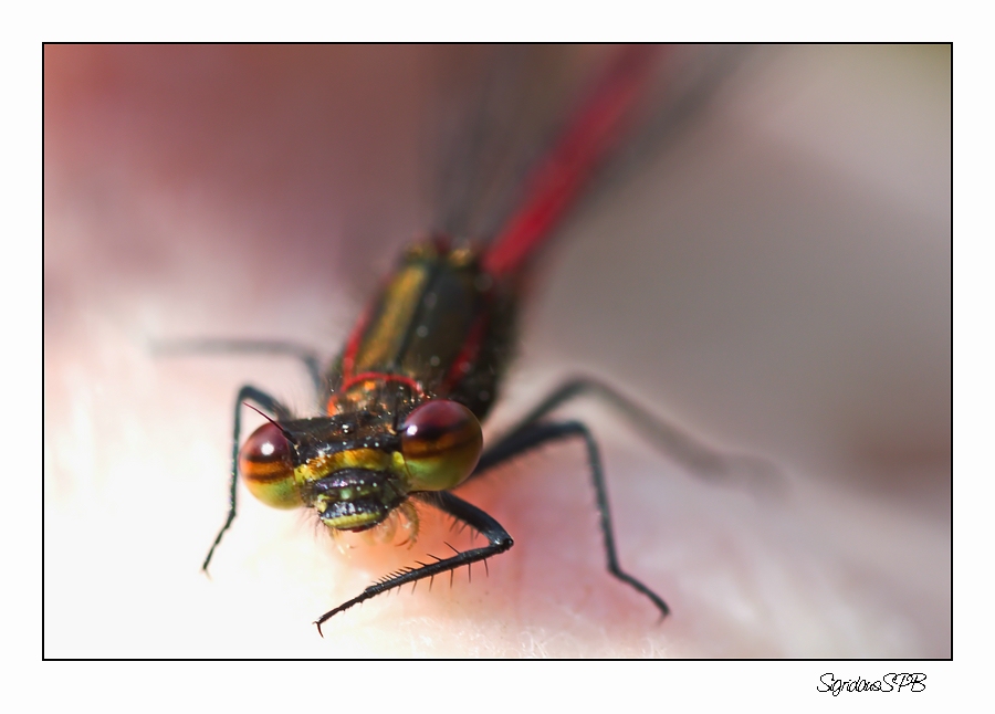 Kleine rote Libelle auf meiner Hand....