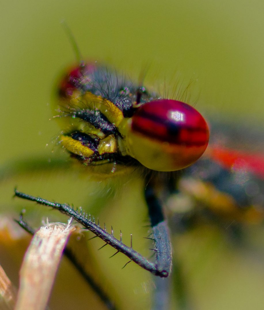 kleine rote Libelle 