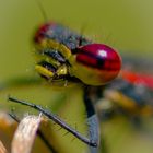 kleine rote Libelle 