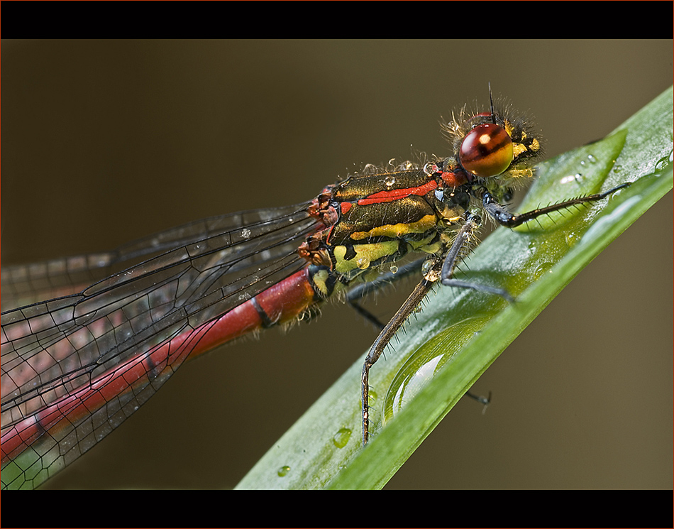 kleine rote Libelle ganz nah