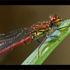 kleine rote Libelle ganz nah