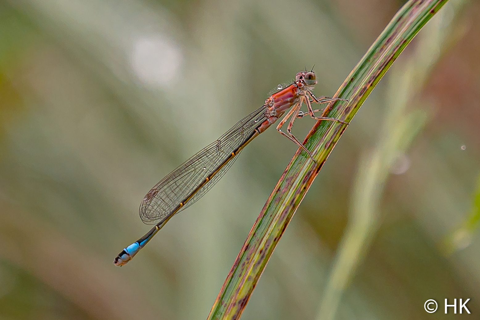 Kleine rote Libelle mit blauem Ende