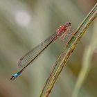 Kleine rote Libelle mit blauem Ende