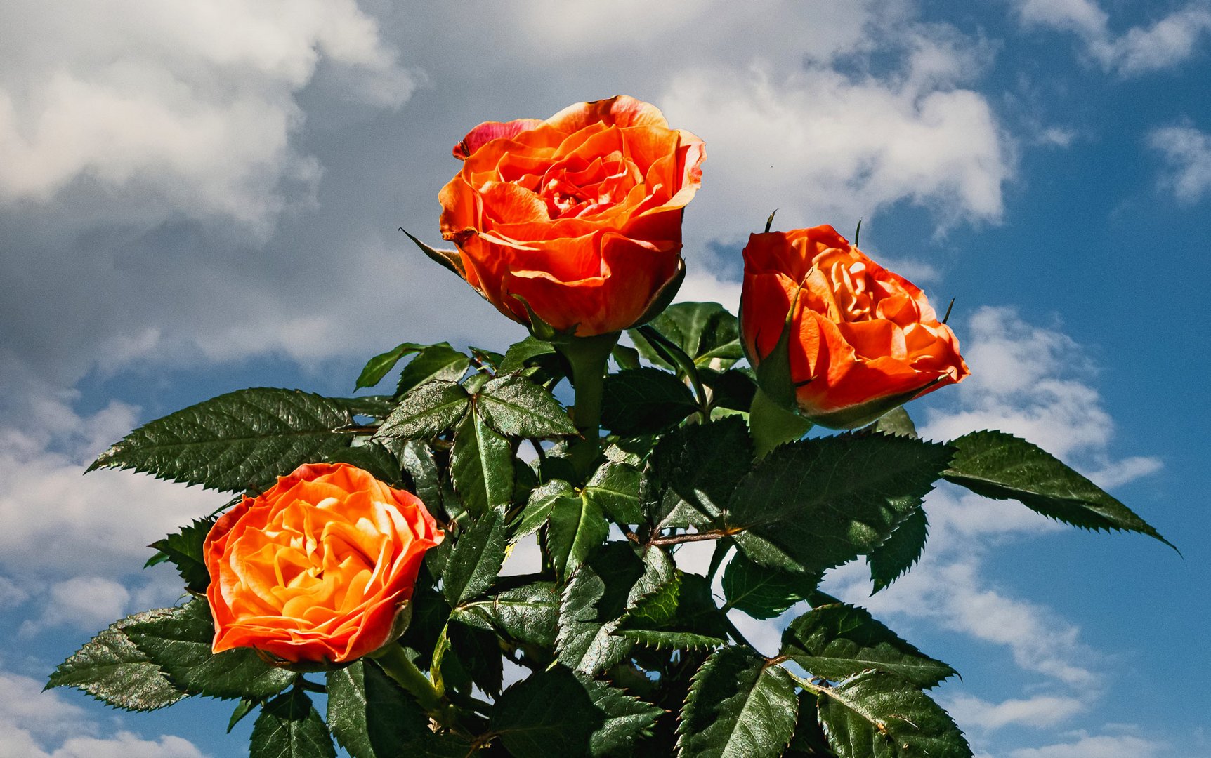 Kleine rote Röschen vor leicht bedecktem Himmel