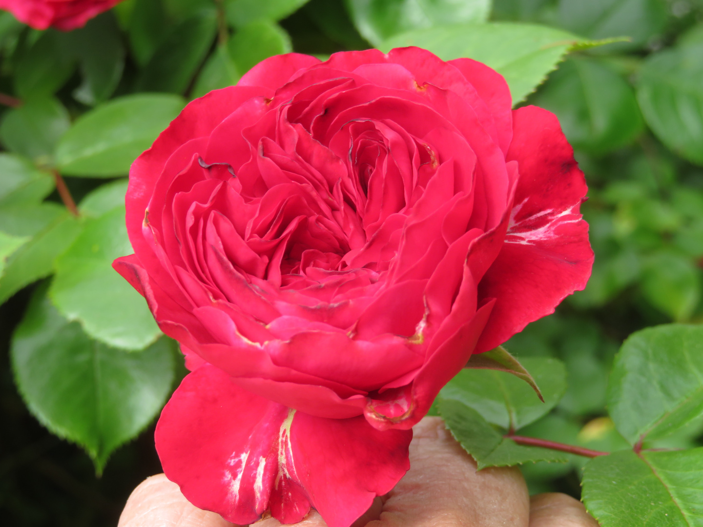 Kleine rote Rose