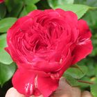 Kleine rote Rose