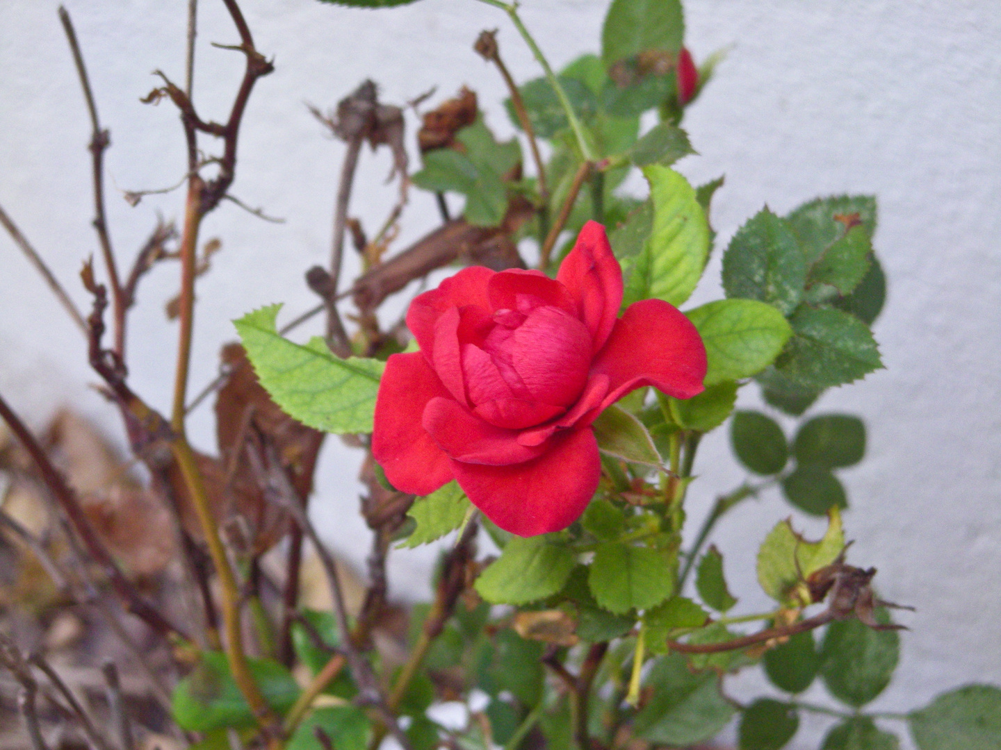 kleine rote Rose