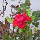 kleine rote Rose