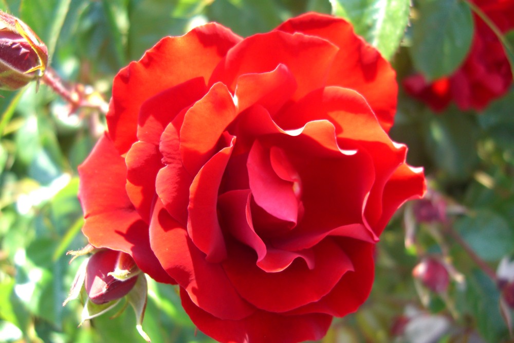 kleine rote Rose von Italien