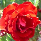 kleine rote Rose von Italien