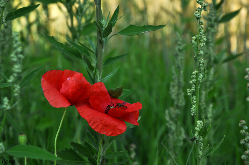 Kleine, rote Schönheit