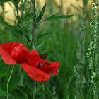 Kleine, rote Schönheit