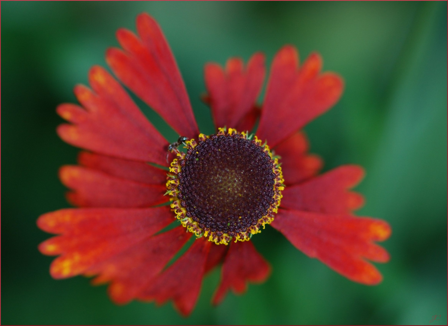 Kleine rote Sonne