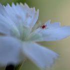 Kleine rote Spinne