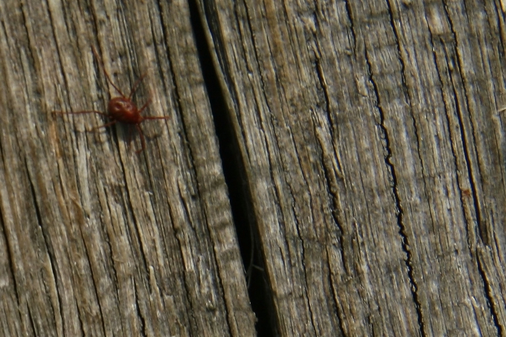 kleine rote Spinne