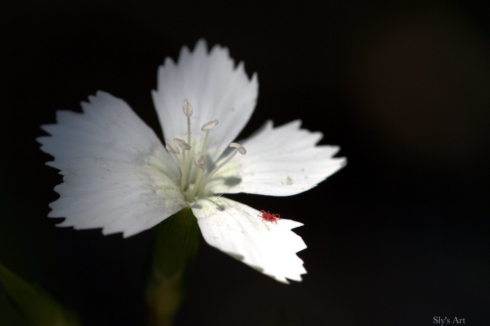 Kleine rote Spinne II