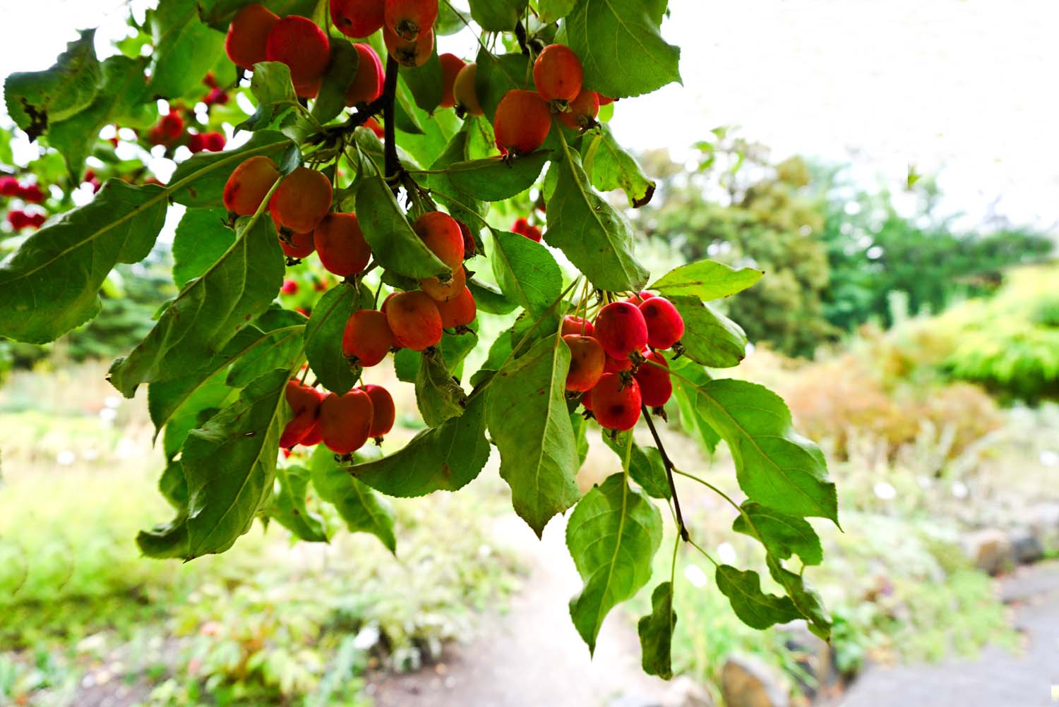 Kleine rote, wilde Äpfel ...