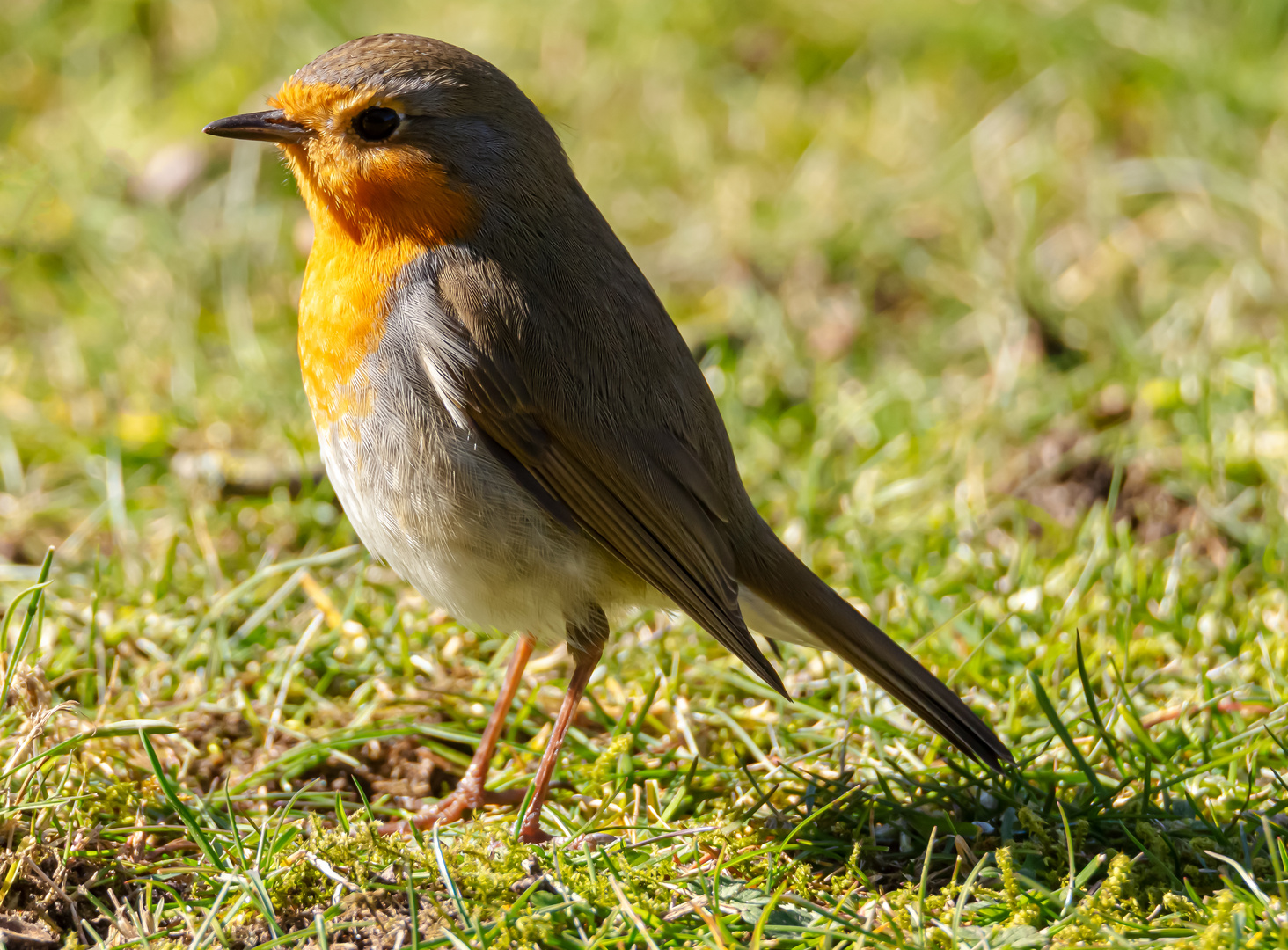 kleine Rotkehlchen