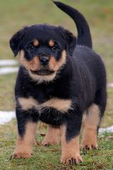 Kleine Rotweilerdame