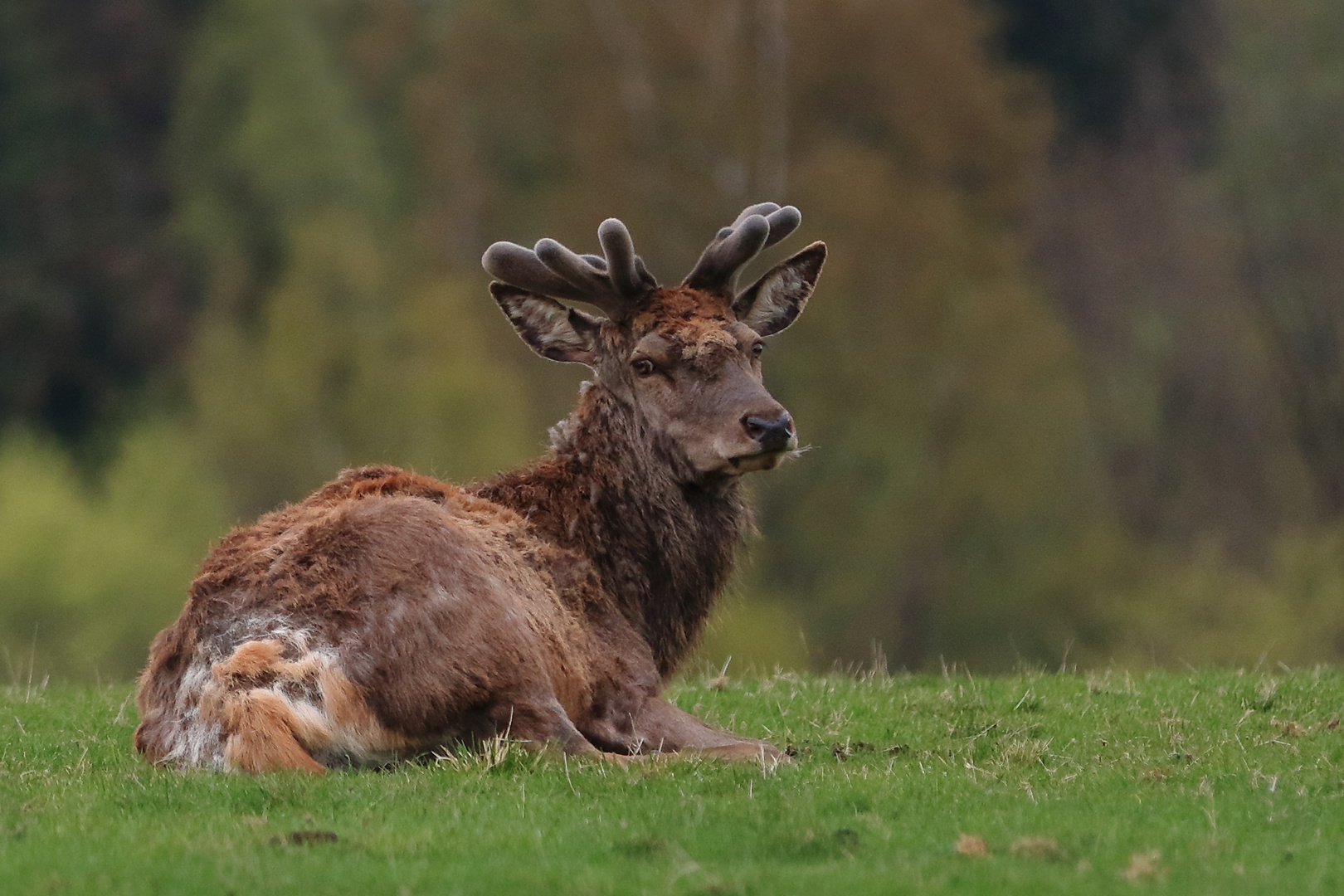 Kleine Rotwildhirsch-Serie (01/12)