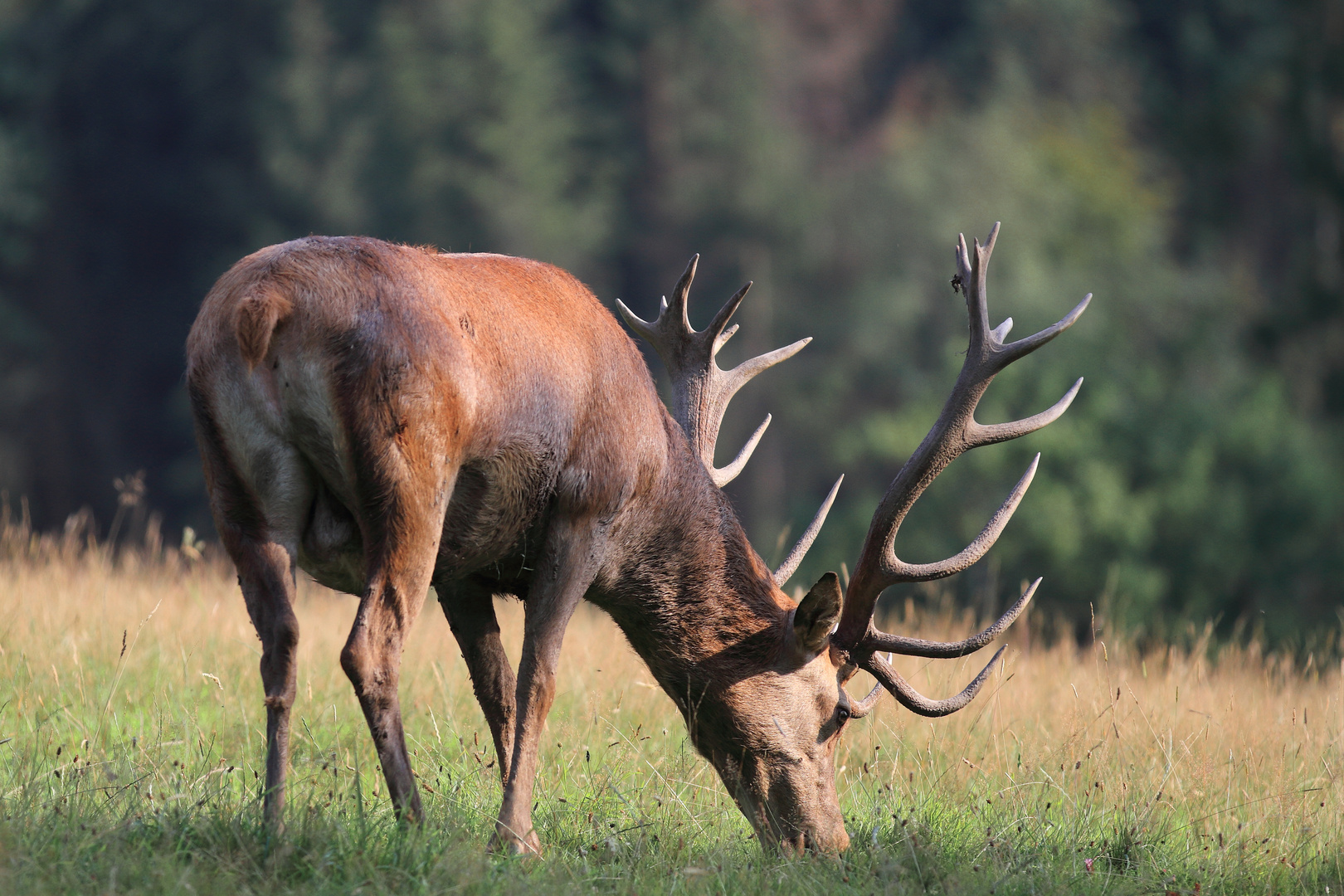 Kleine Rotwildhirsch-Serie (02/12)