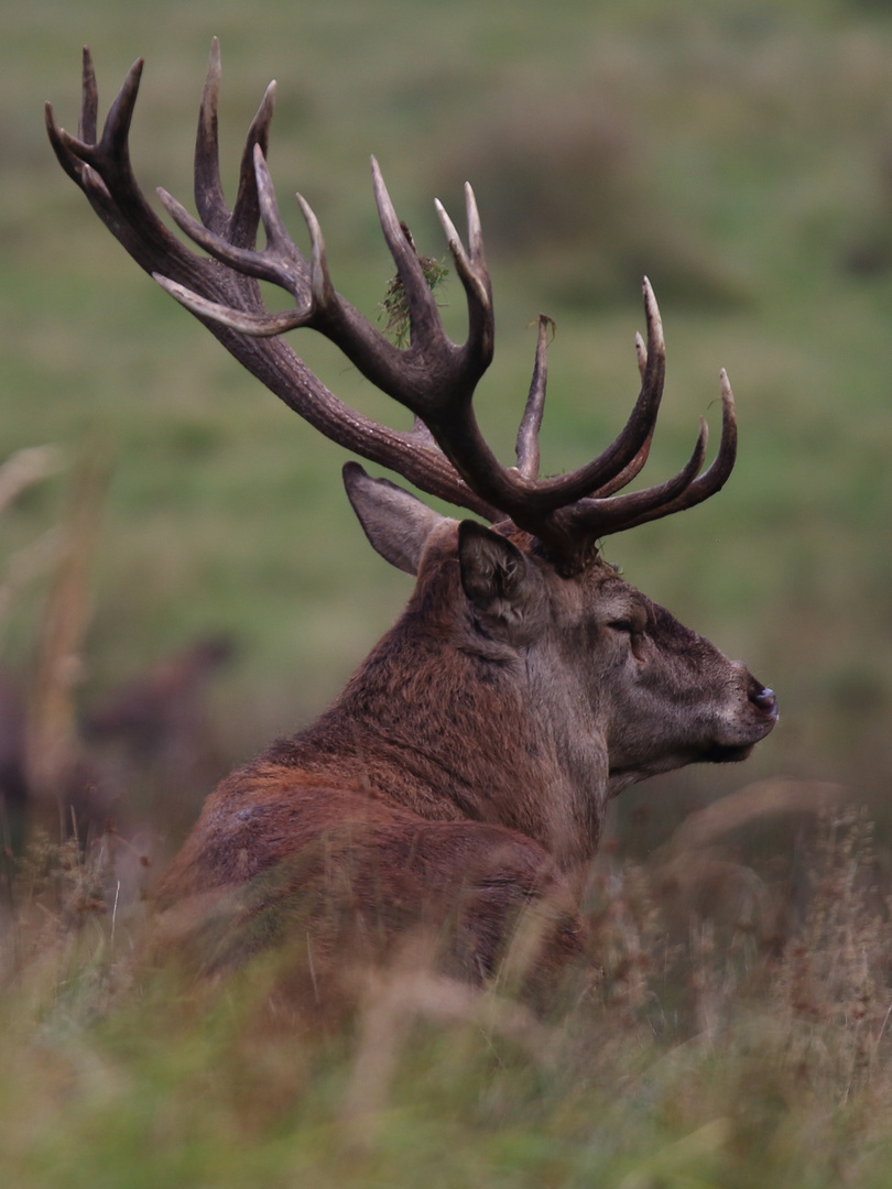 Kleine Rotwildhirsch-Serie (06/12)