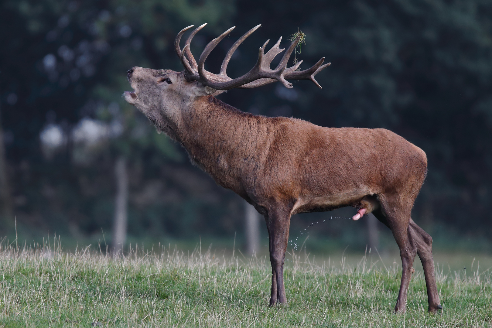 Kleine Rotwildhirsch-Serie (10/12)