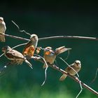 Kleine Sänger im Sommer (2.)