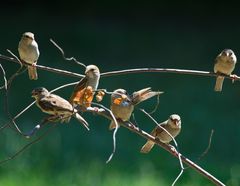 Kleine Sänger im Sommer (2.)