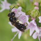 Kleine Sandbiene am Dost