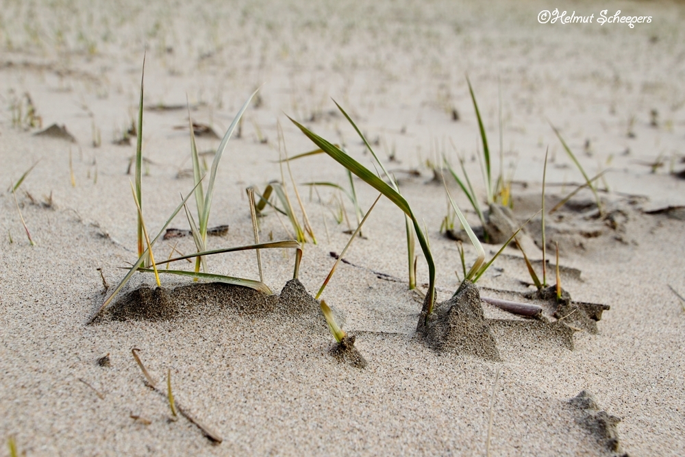 kleine Sanddünen