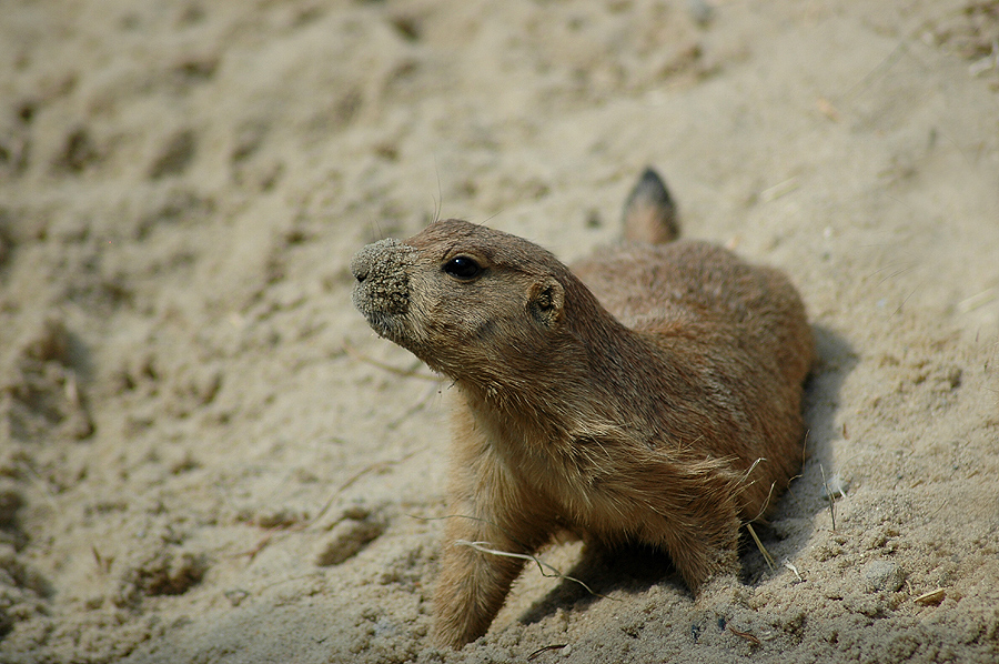 Kleine Sandnase 