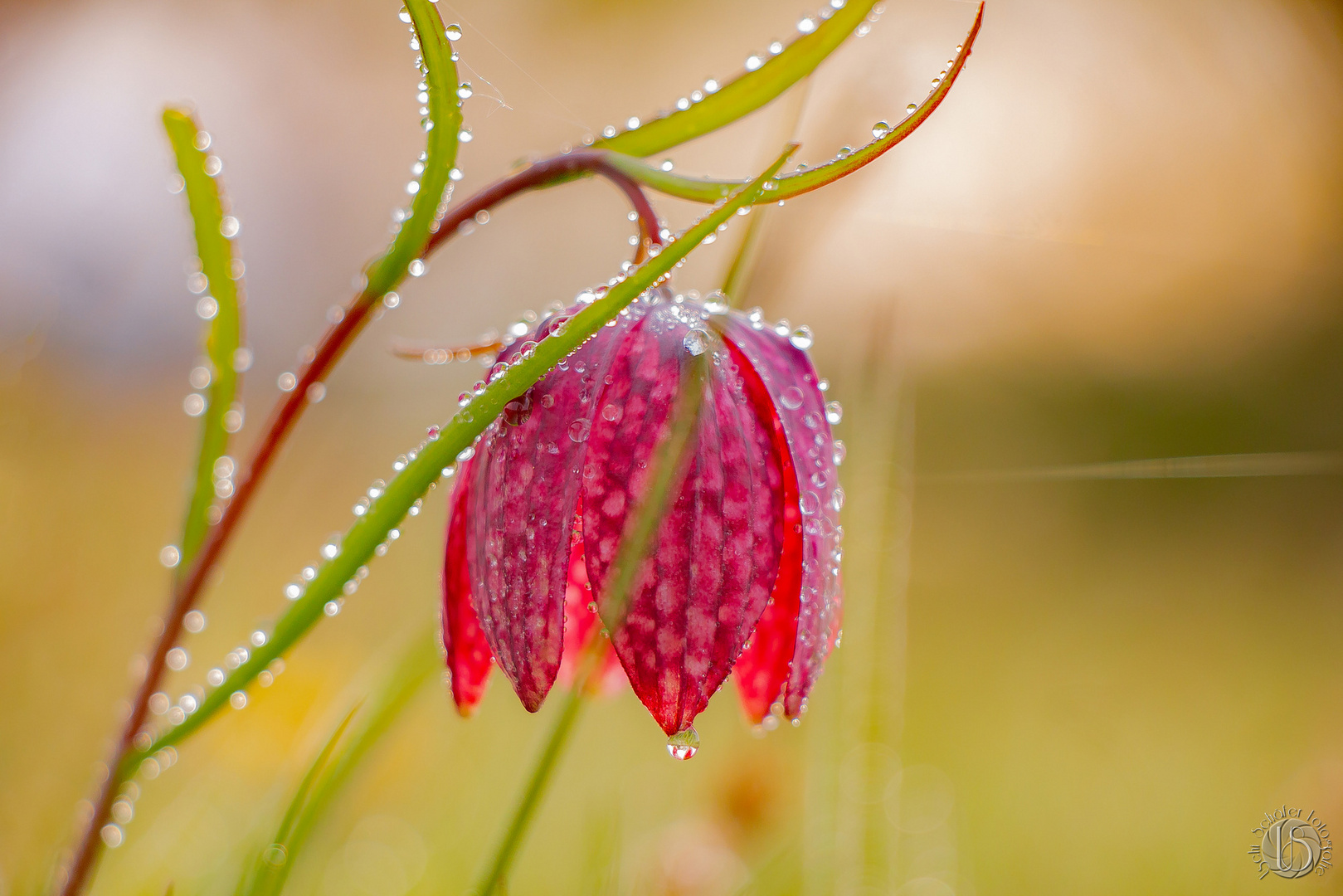 Kleine Schachbrettblume 