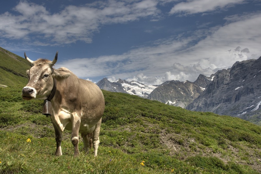 Kleine Scheidegg Berner Oberland Schweiz