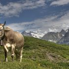 Kleine Scheidegg Berner Oberland Schweiz