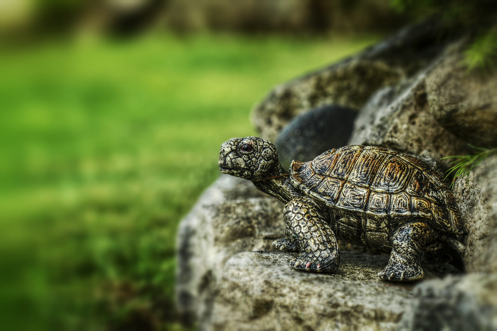 Kleine Schildkröte Foto & Bild | natur-kreativ, natur Bilder auf