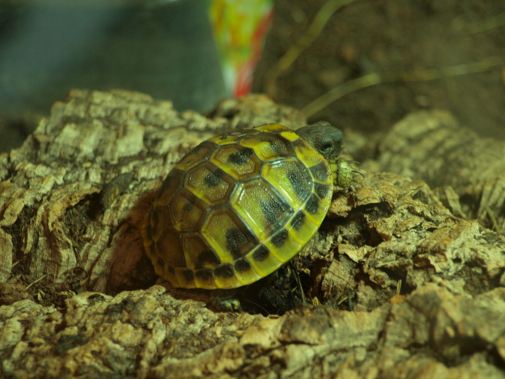 kleine Schildkröte