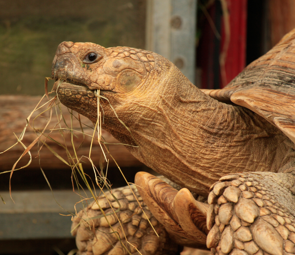 Kleine Schildkröte