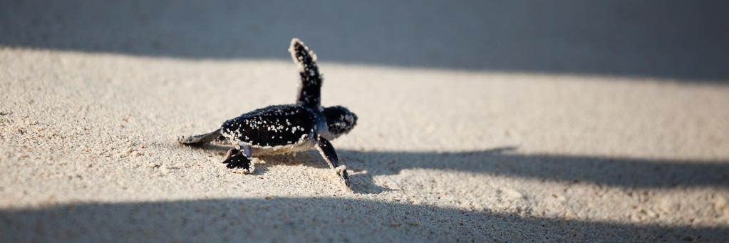 kleine Schildkröte