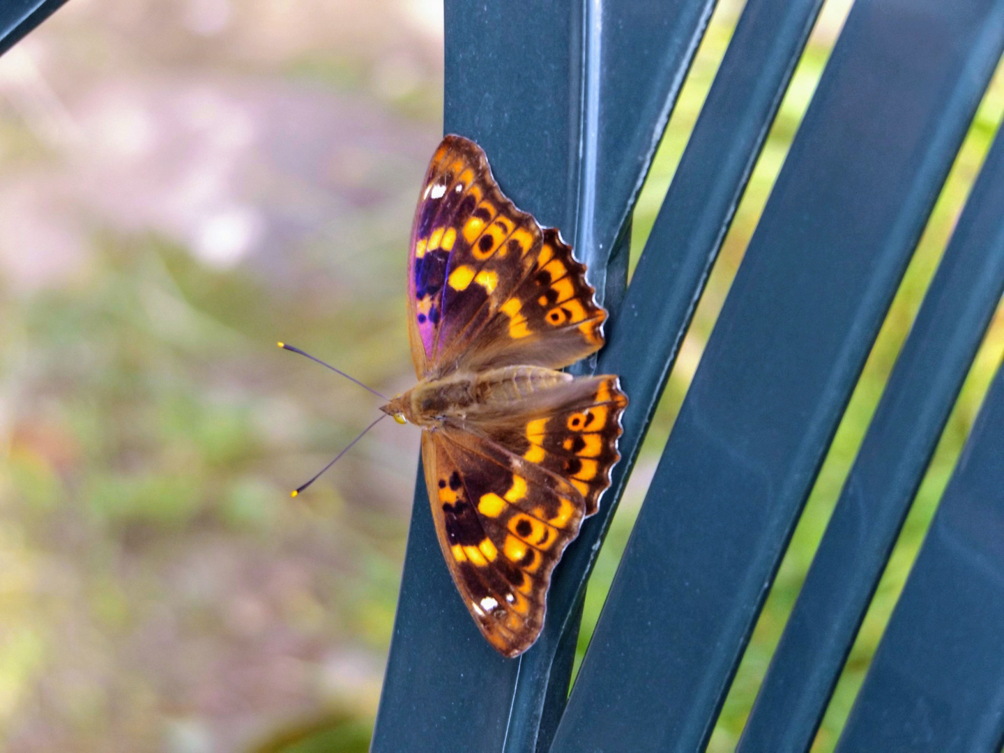  Kleine Schillerfalter (Apatura ilia)