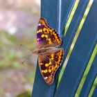  Kleine Schillerfalter (Apatura ilia)