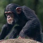 kleine Schimpanse