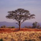 Kleine Schirmakazie (Acacia tortilis)