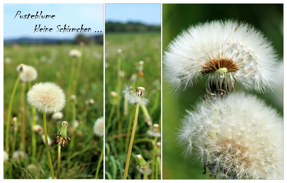 kleine Schirmchen ...