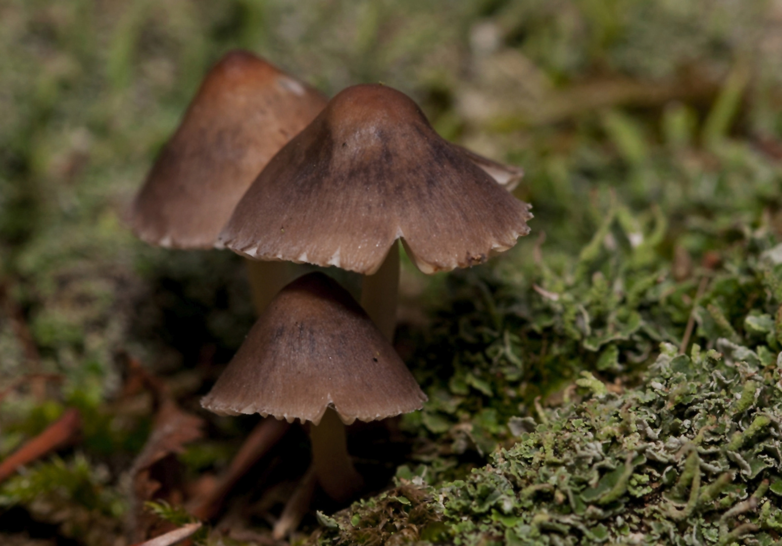 kleine Schirmchen im Wald II