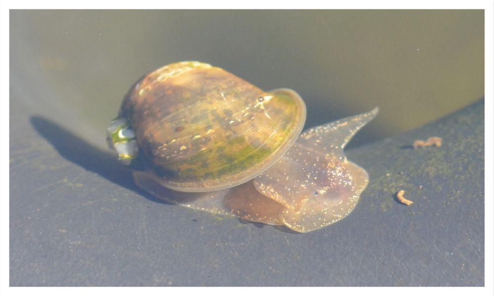 kleine Schlammschnecke