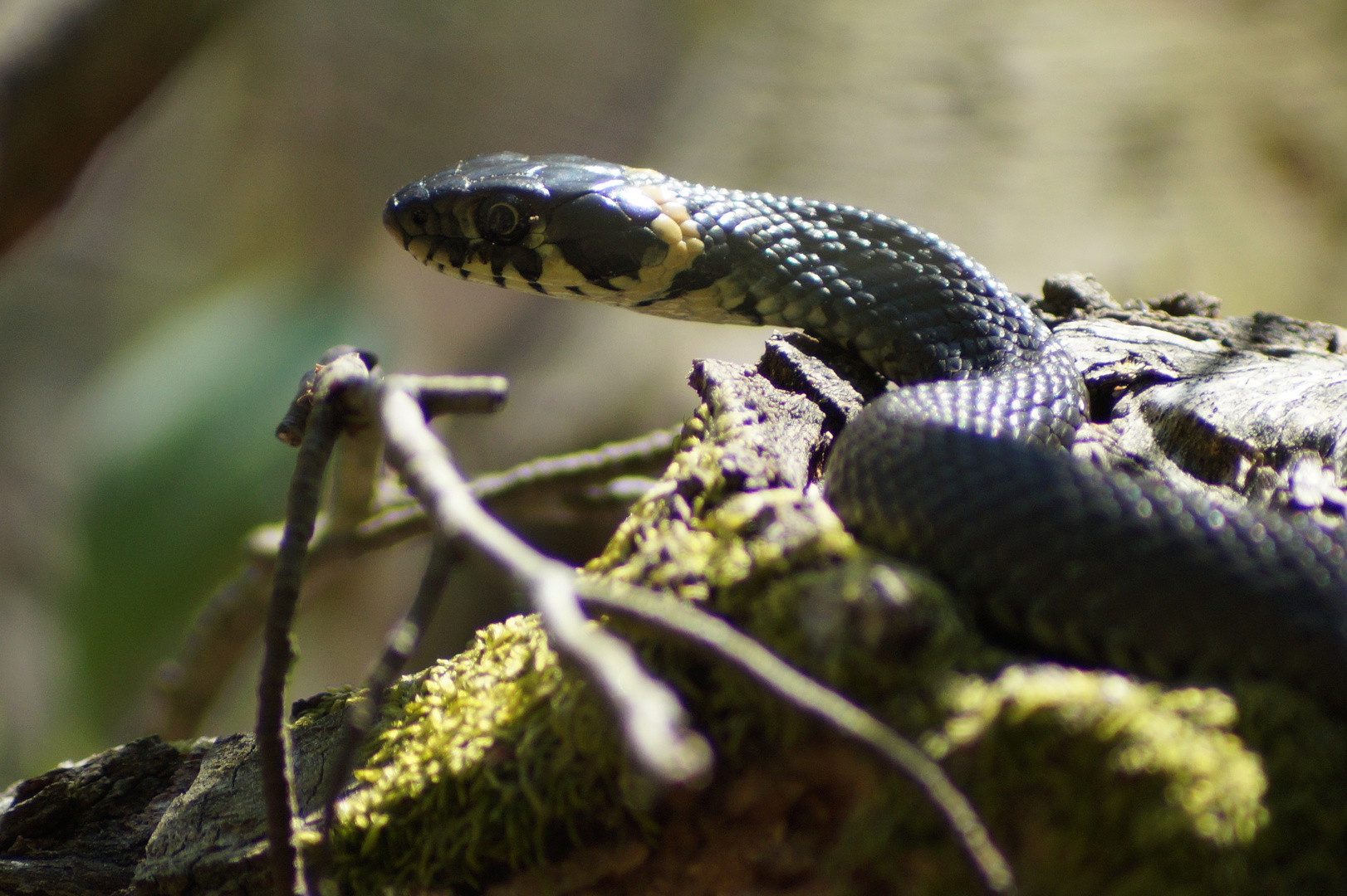 Kleine Schlange Foto & Bild natur, naturfoto, tiere Bilder auf
